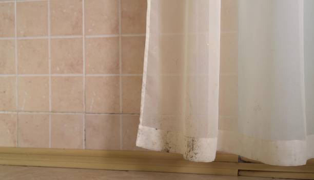 Best Mold Documentation for Insurance Claims  in Howard Lake, MN