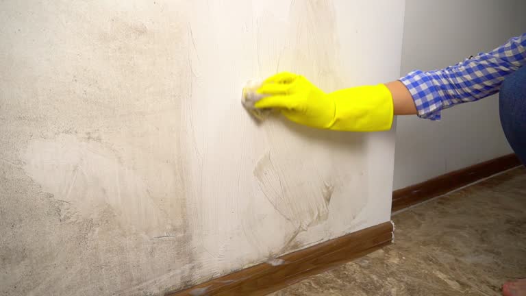 Mold Odor Removal Services in Howard Lake, MN