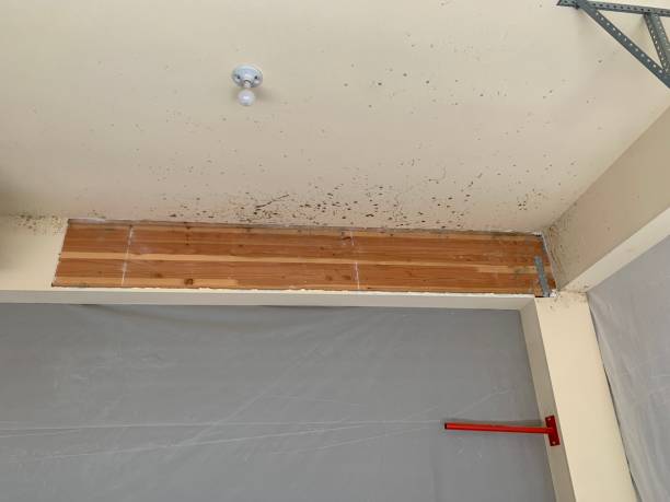 Best Comprehensive Air Testing for Mold Contaminants  in Howard Lake, MN