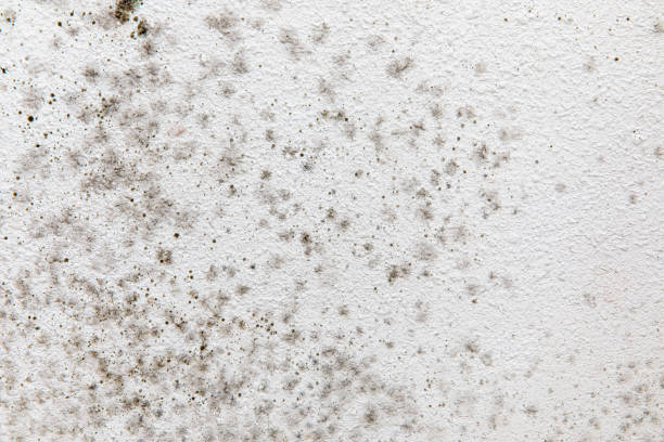 Best Residential Mold Inspection & Testing  in Howard Lake, MN