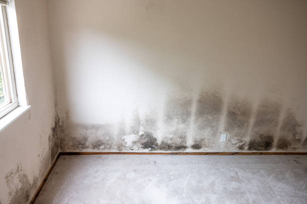 Best Commercial Mold Inspection  in Howard Lake, MN
